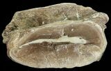 Xiphactinus (Cretaceous Fish) Vertebrae - Kansas #68965-2